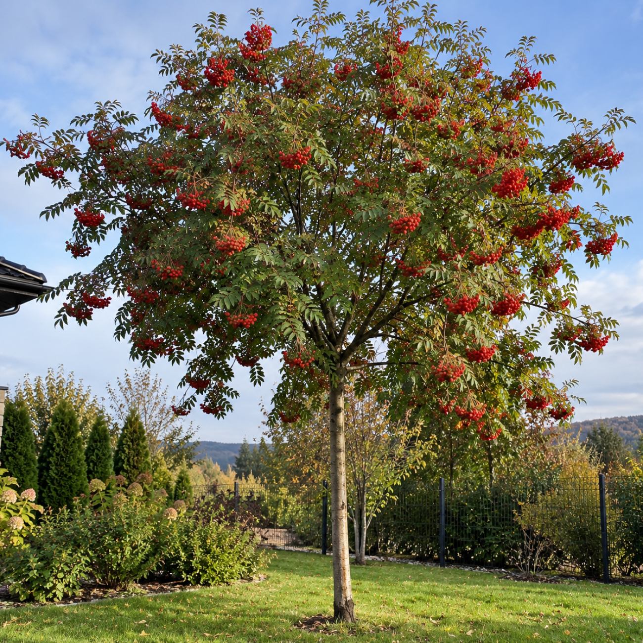 Obrázok Jarabina vtáčia (Sorbus aucuparia) ´EDULIS´ - výška 250-260 cm, obvod kmeňa 6/8 cm, kont. C18L